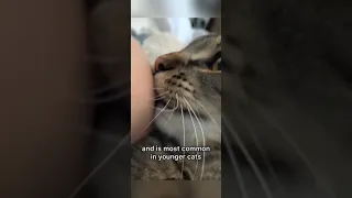 THIS is why cats bite their owners