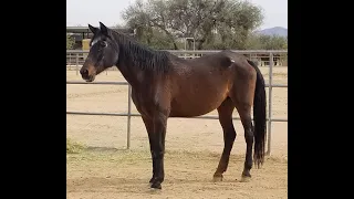 Star loves a belly rub!