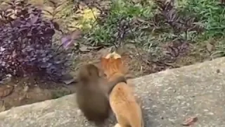 Cute friendship of cat and monkey|Милая дружба кота и обезьяны