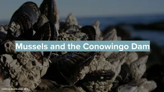 Mussels and the Conowingo Dam