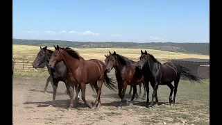 Dry Ridge Outfitters and their Old Style Morgan Horses
