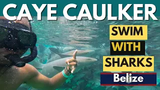 Swimming with SHARKS in Belize: Hol Chan Marine Reserve | Caye Caulker | Shark Ray Alley