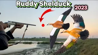 Duck Hunting in Pakistan 2023||Murgabi ka shikar||Surkhab ka shikar🦆