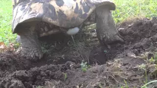 leopard tortoise laying eggs