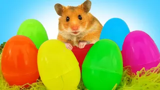 Hamster obstacle course collect Giant Eggs Dinosaur maze attack in Hamster Stories