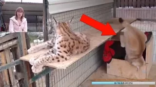 Падение рыси Умки / Big Cat Epic FAIL