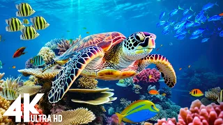 Ocean 4K - Sea Animals for Relaxation, Beautiful Coral Reef Fish in Aquarium - 4K Video Ultra HD #96