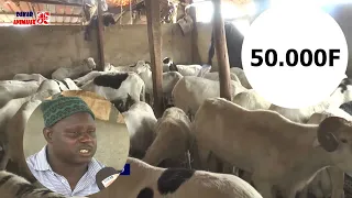 Pikine: des moutons de Tabaski à partir de 50 000f CFA