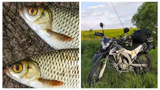 Ендуро - рибалка🎣. Коти в захваті від риби🐟. Прилетіли лебеді 🦢. LONCIN LX300GY