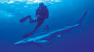 Diving With Sharks: Thrill Seeking Or Dangerous? | Shark Divers | Real Wild