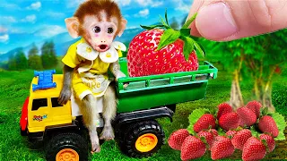 🐵Cute Baby monkey Bi Bon helps dad harvests strawberries and enjoys with cat MiMi | Monkey Cartoon