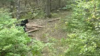 2015 09 01 MN Bear Hunting 004