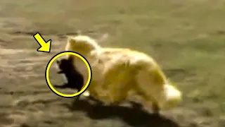 Angry Cat Kidnapped Neighbor’s Puppies. The Reason Will Leave You Speechless!