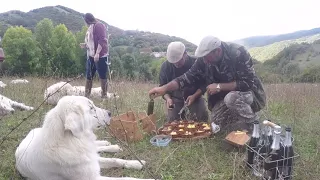 Italy: Truffle hunters show how dogs find the delicacies