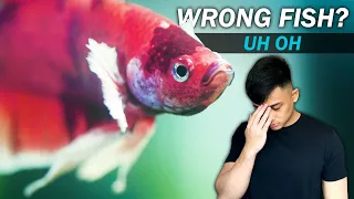 10K SUB GIVEAWAY! | They shipped the wrong betta fish! Unexpected DOUBLE unboxing (fish room vlog)