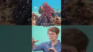 Spot the octopus at the end 🐙 #AnnJones #Octopus #Science #Shorts