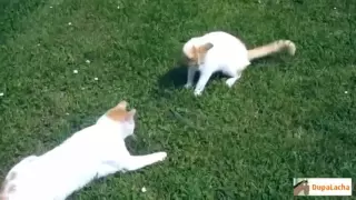 Best Funny Cats Videos Compilation   Приколы с котами #4