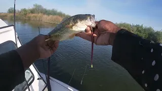 Pandemic_Fishing California Delta Collaboration with Largemouth Lunkin