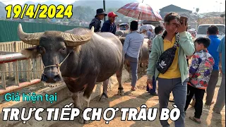 TRỰC TIẾP CHỢ TRÂU BÒ BẮC HÀ NGÀY 19/4/2024 |  GIÁ TRÂU BÒ HIỆN NAY