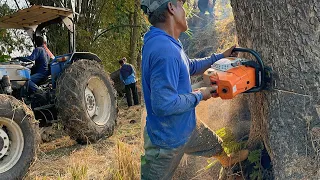 EXCELLENT !! Cut down a large trembesi tree by the river, Stihl ms881.