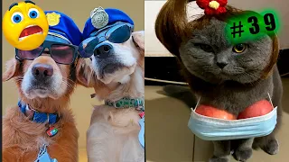 Funny animal videos cats and Dogs 🤣Try not to laugh Challenge! №39