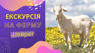 Козяча ферма Шеврет екскурсія та дегустація сирів, куди поїхати біля Львова, самостійні подорожі