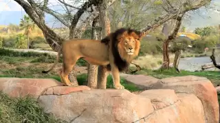 Izu and female Lions Roaring at the San Diego Safari Park