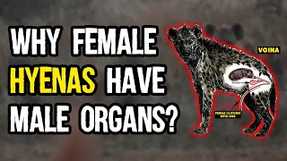 Why female hyenas have fake penis | Biology of Hyenas
