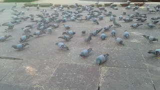 #JoinClimateAction ~ Why cities have so many pigeons?