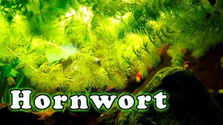 Hornwort Aquarium Plant Care: Is This The FASTEST Growing Aquarium Plant?