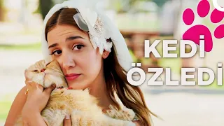 Kedi Özledi | İlker Ayrık - Algı Eke FULL HD Yerli Komedi Filmi İzle