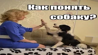 Как понять собаку? Пилотный выпуск