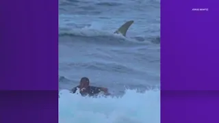 Watch | Surfer makes close encounter with shark