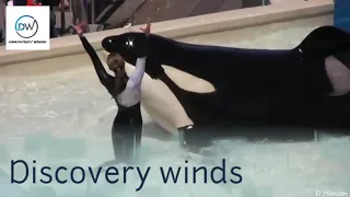 SeaWorld's Old Shamu 'Believe' Show With Trainers in the Water!!! Discovery winds