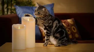 Cats and Candles 🐱🕯 Funny Cats Reactions to Candles (Full) [Funny Pets]