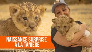 Naissance surprise de trois petits lionceaux à La Tanière ! 🦁🍼💛