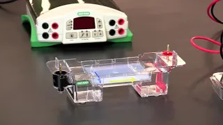 How To Load and Run Agarose Gel Electrophoresis