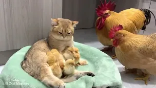 The hen was surprised!Kittens know how to take care  chicks better than hens.Cute andinteresting😊