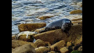 Seal pup water initiation