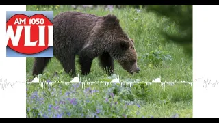 Bear Assaults College Wrestlers