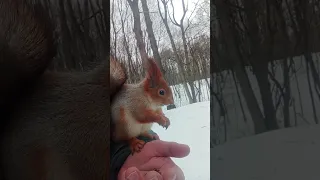 Белка ест орешки сидя на руке / Squirrel eats nuts sitting on his hand