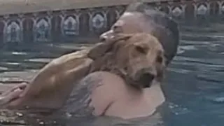 Golden Retriever's first time in pool! Great trust builder!  Next?  The lake!!