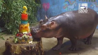 Baby Hippo Fiona Celebrates Her 2nd Birthday - Cincinnati Zoo