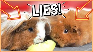 8 Most Common Guinea Pig Myths: Don't Believe These!