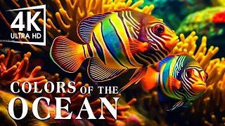 The Best 4K Aquarium - The Colors of the Ocean, The Sound Of Nature #9
