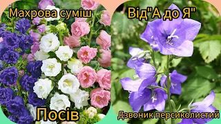 Дзвоники махрові,дзвоник персиколистий блакитний посів .Flowers perennial bells from A to Z.