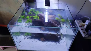 Lion King Aquarium Setup - Guppy Tank