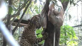 jaguar enrichissement / enrichment