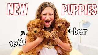 WE SURPRISED OUR KIDS WITH PUPPIES!! | JKREW