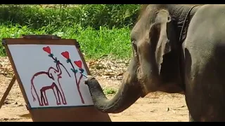 Un Elefante pintando otro Elefante / Los Videos mas Raros del Mundo 259